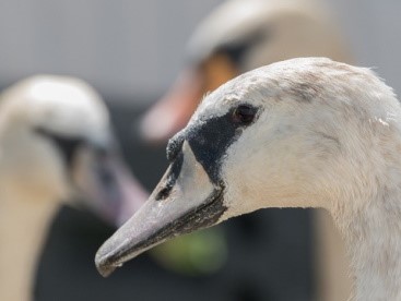 Vogels_Fotograaf Martin Woods